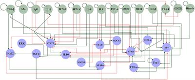 Transcriptional and Microenvironmental Landscape of Macrophage Transition in Cancer: A Boolean Analysis